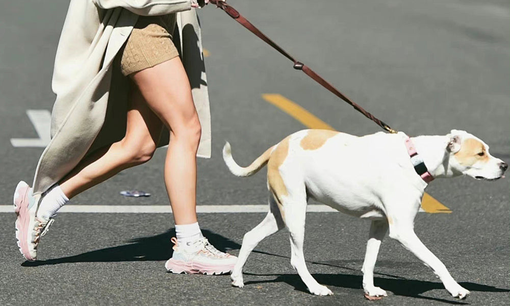 Pet Fashion Is More Than Just Clothing